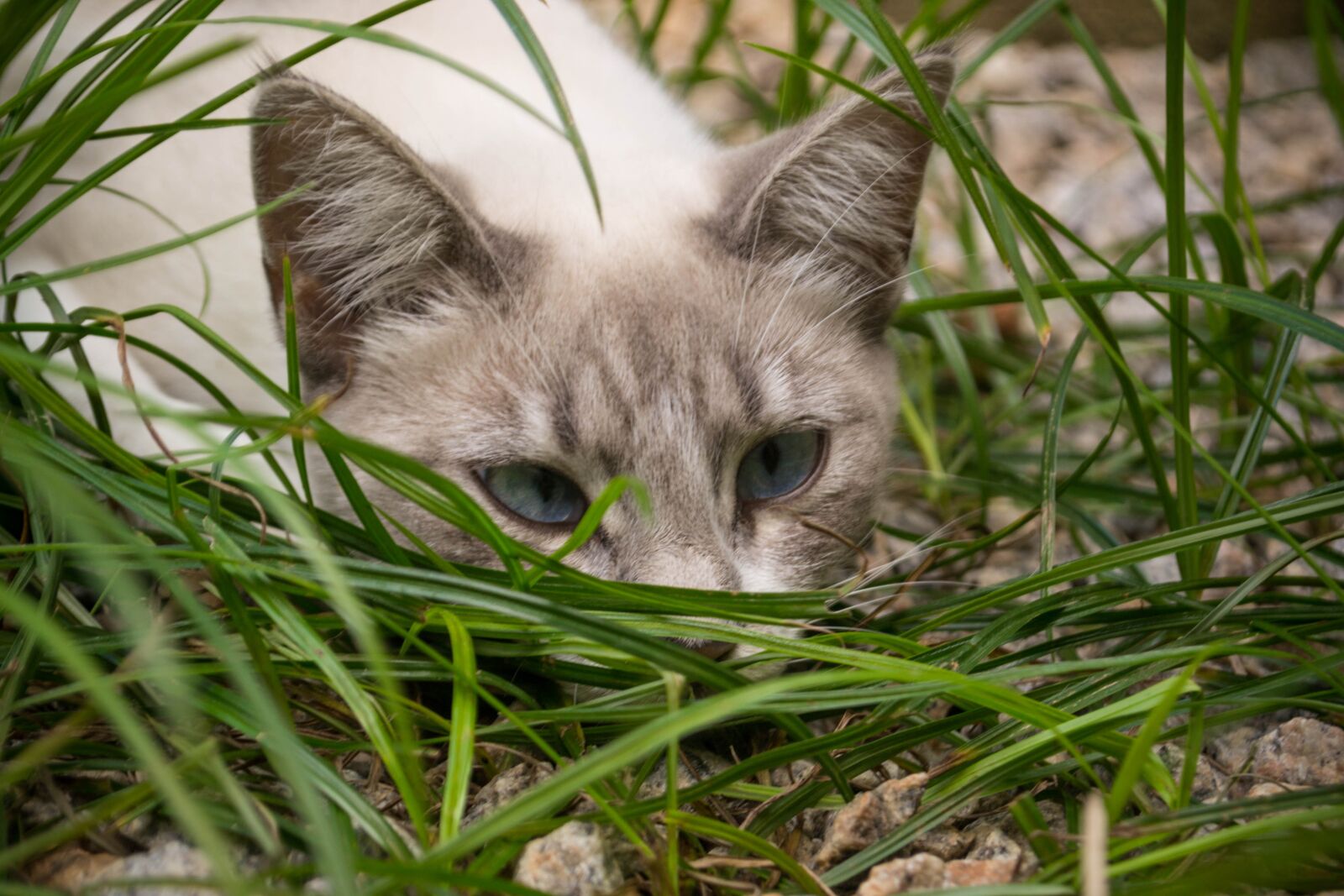 Nikon D3100 sample photo. Cat, blue eyes, pet photography