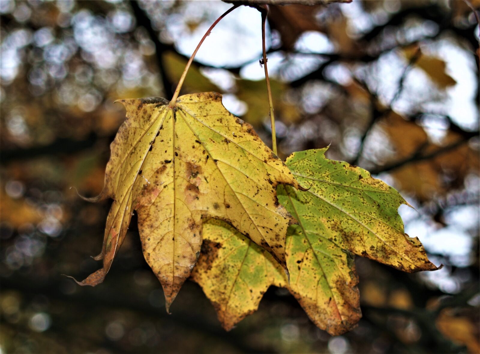Olympus E-520 (EVOLT E-520) sample photo. Leaf, fall, nature photography