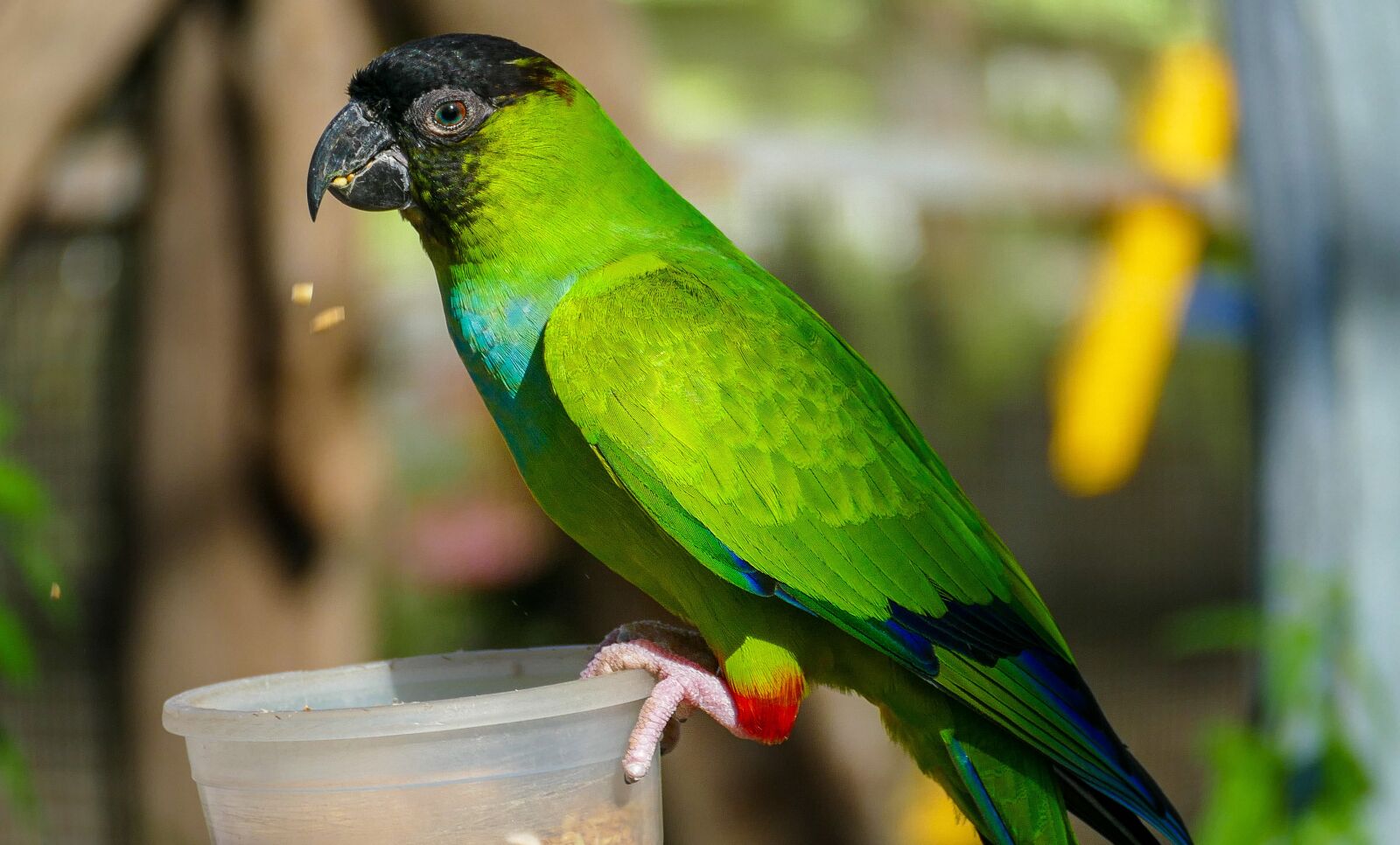 Panasonic Lumix DMC-FZ1000 sample photo. Parrot, bird, colorful photography