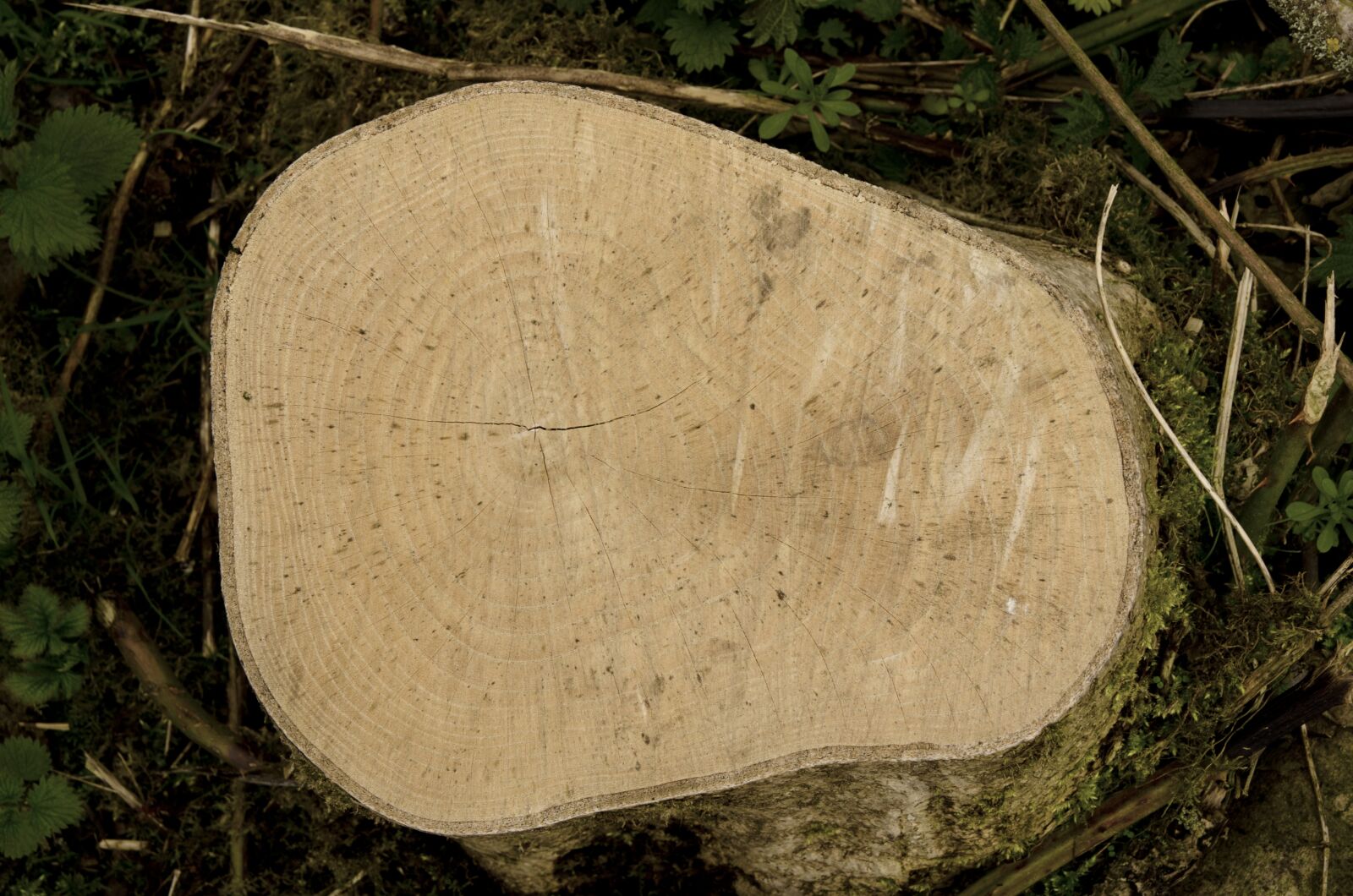 Nikon D5100 sample photo. Wood, nature, tree photography