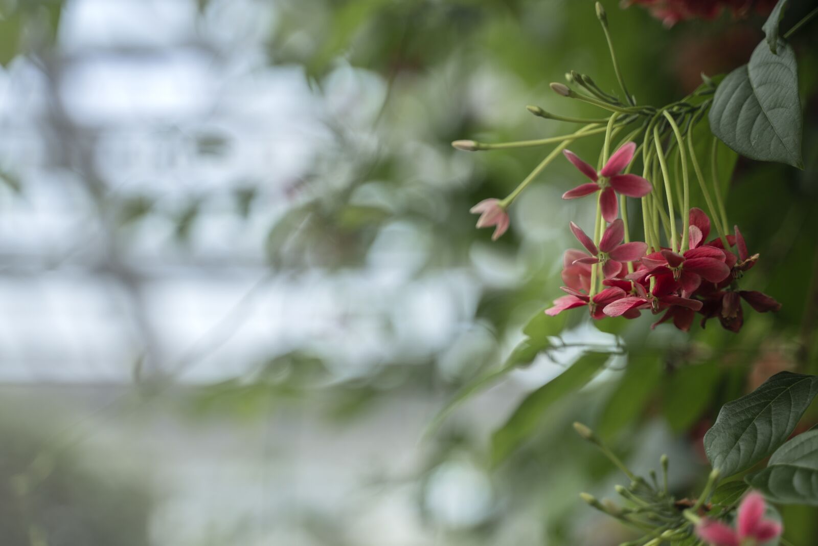 Tamron 28-75mm F2.8 Di III RXD sample photo. Quisqualis indica, flowers, plants photography
