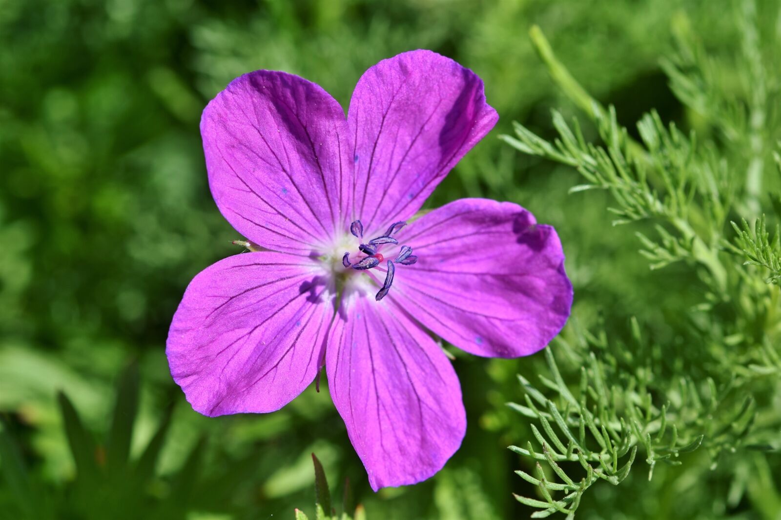 Nikon D7200 sample photo. Cranesbill, flower, blossom photography