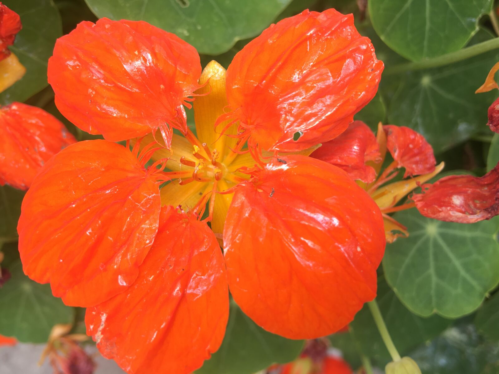 iPhone 6s Plus back camera 4.15mm f/2.2 sample photo. Flower, nature, close-up photograph photography