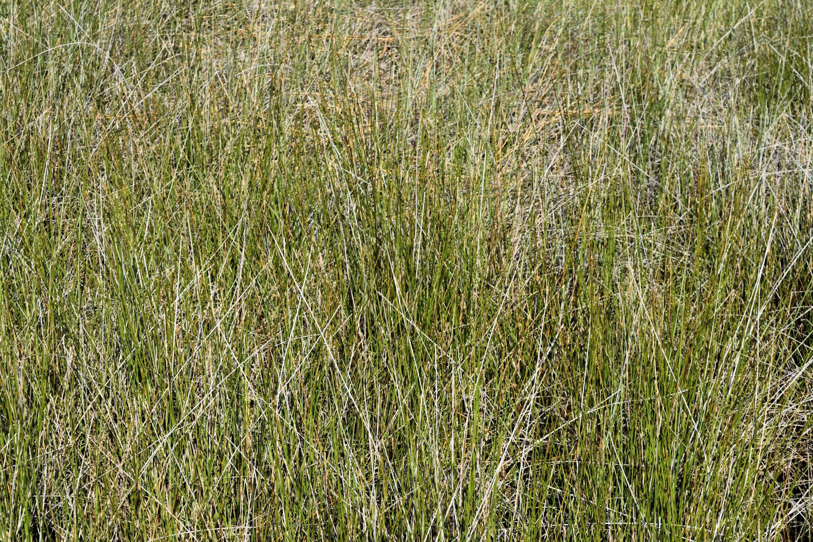 Nikon D3300 sample photo. Swamp, grass, background photography