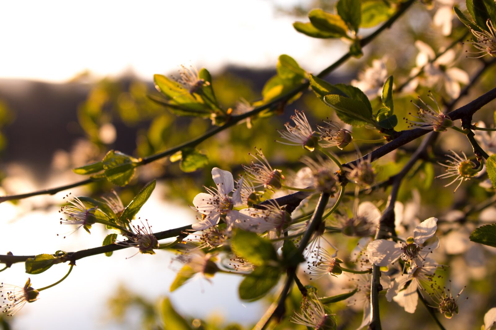 Canon EOS 600D (Rebel EOS T3i / EOS Kiss X5) sample photo. Cherry blossom, summer, blossom photography