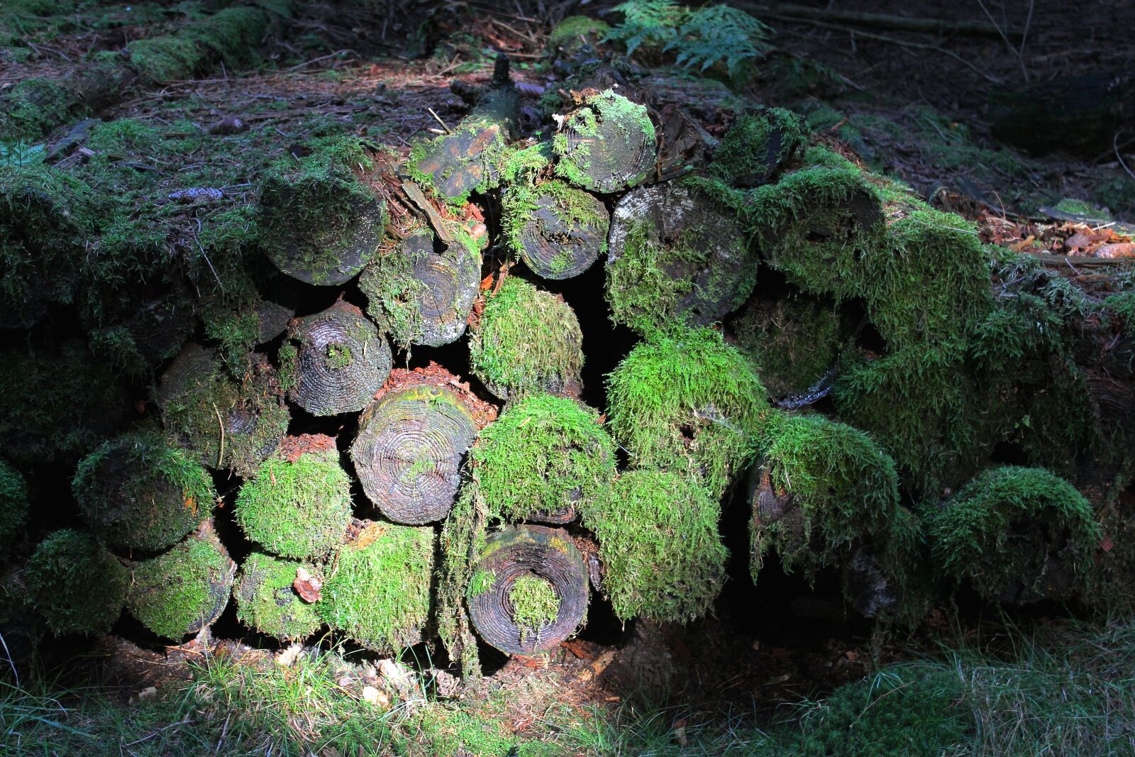 Canon EOS 600D (Rebel EOS T3i / EOS Kiss X5) sample photo. Forest, tree trunks, log photography