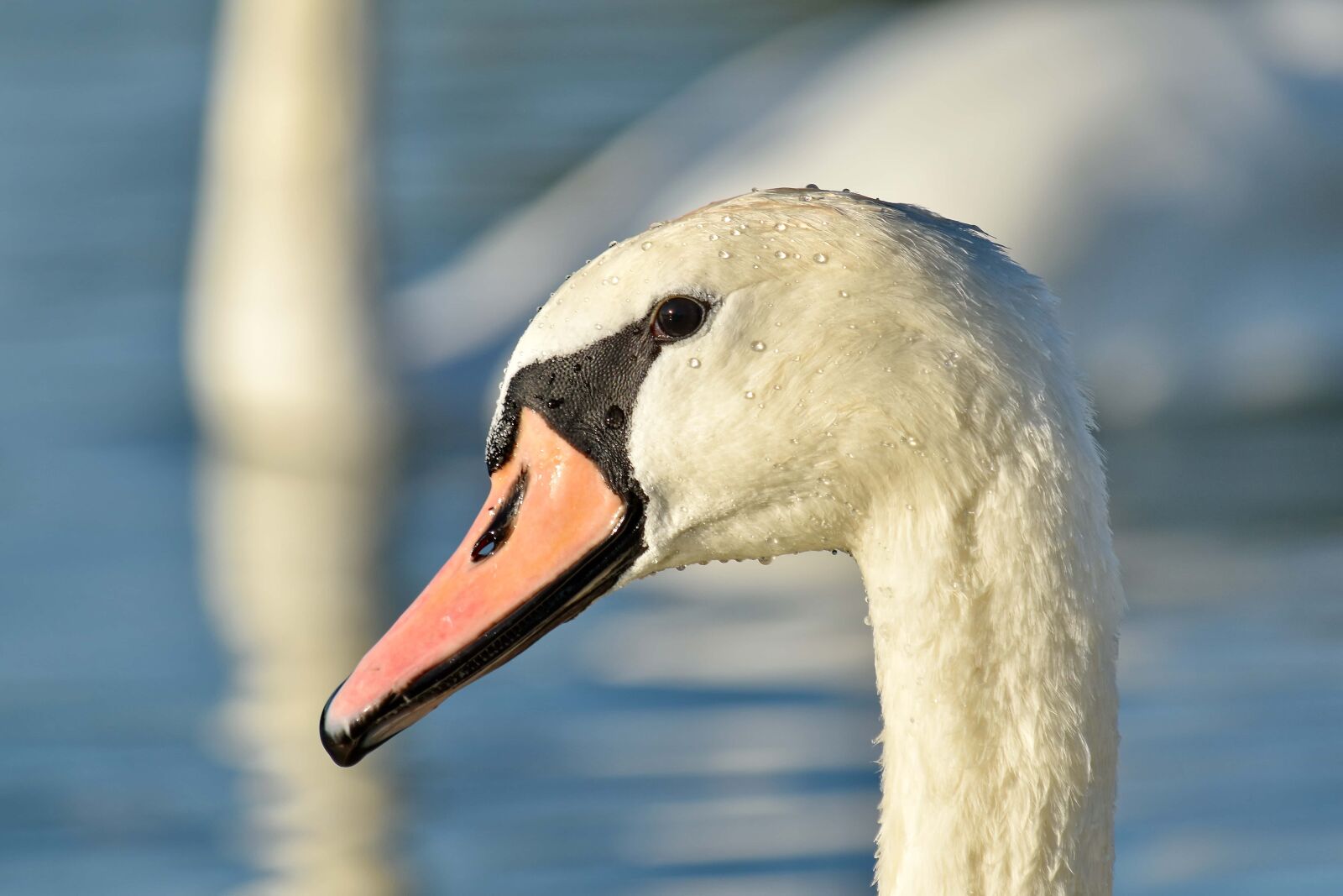 Nikon D5500 sample photo. Beak, beautiful image, free photography