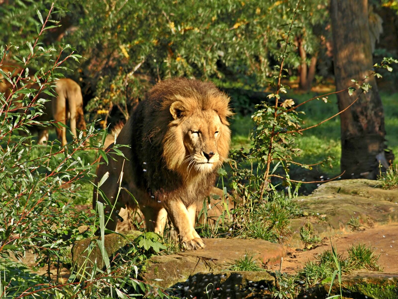 Olympus E-510 (EVOLT E-510) sample photo. Lion, big cat, predator photography