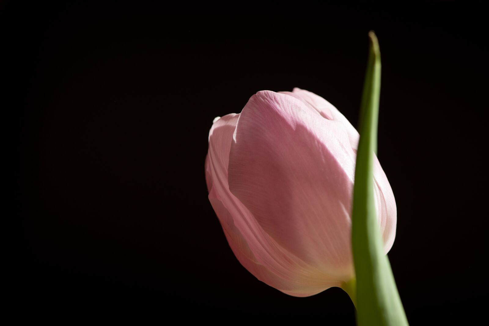 Nikon D750 sample photo. Tulip, flower, pink photography