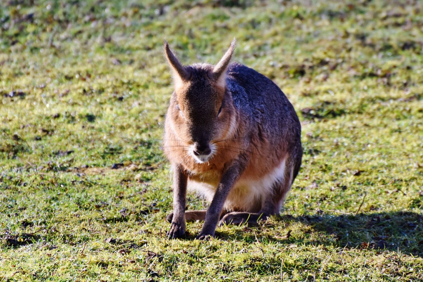 Nikon D7200 sample photo. Hare, wild hare, wild photography
