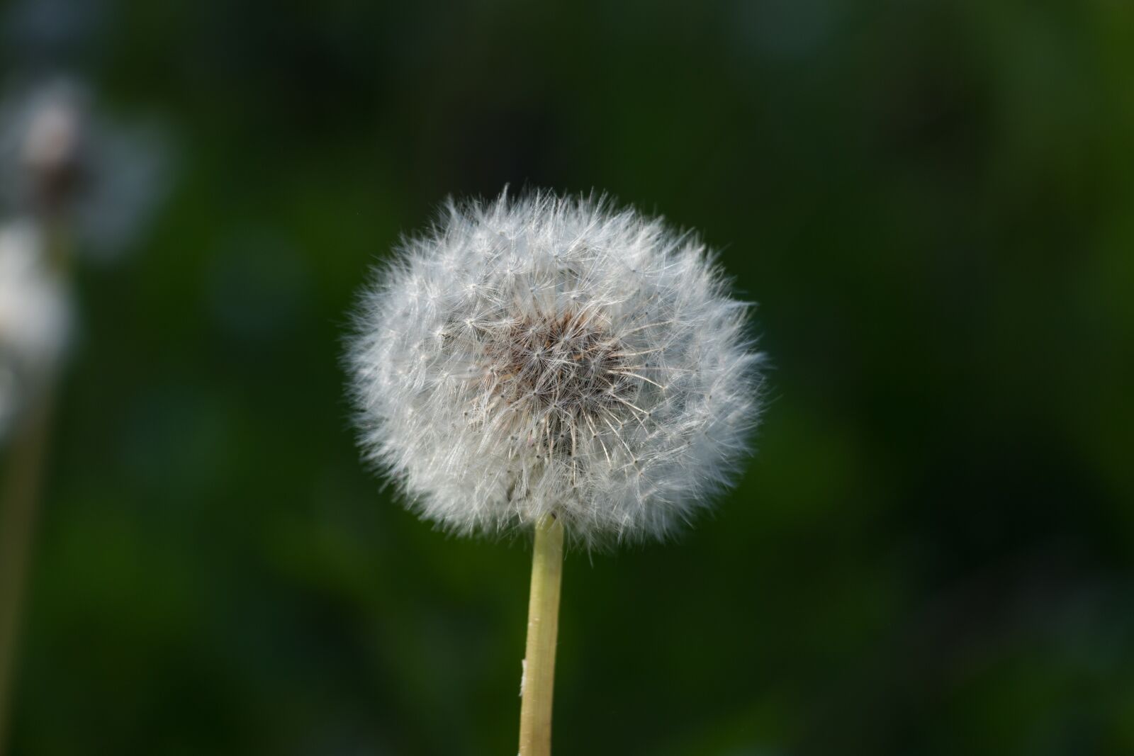 Canon EOS 80D sample photo. Dandelion, flower, white photography
