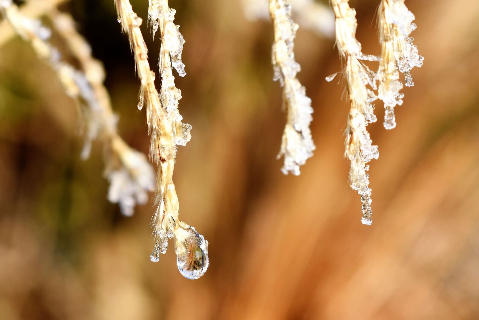 Nikon D5500 sample photo. Drip, dew, dewdrop photography