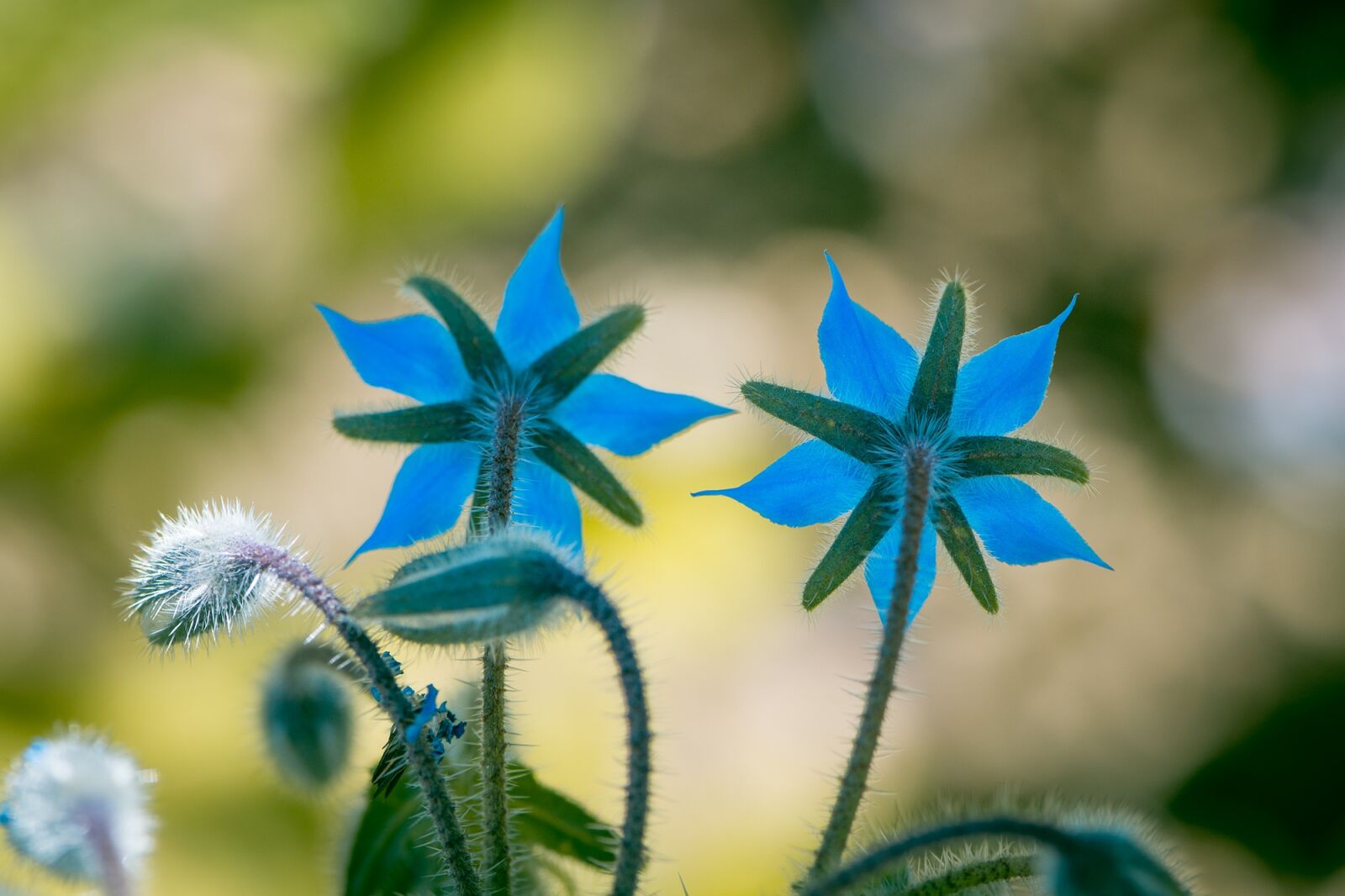 Nikon D7100 sample photo. Borage, kukumerkraut, cucumber herb photography