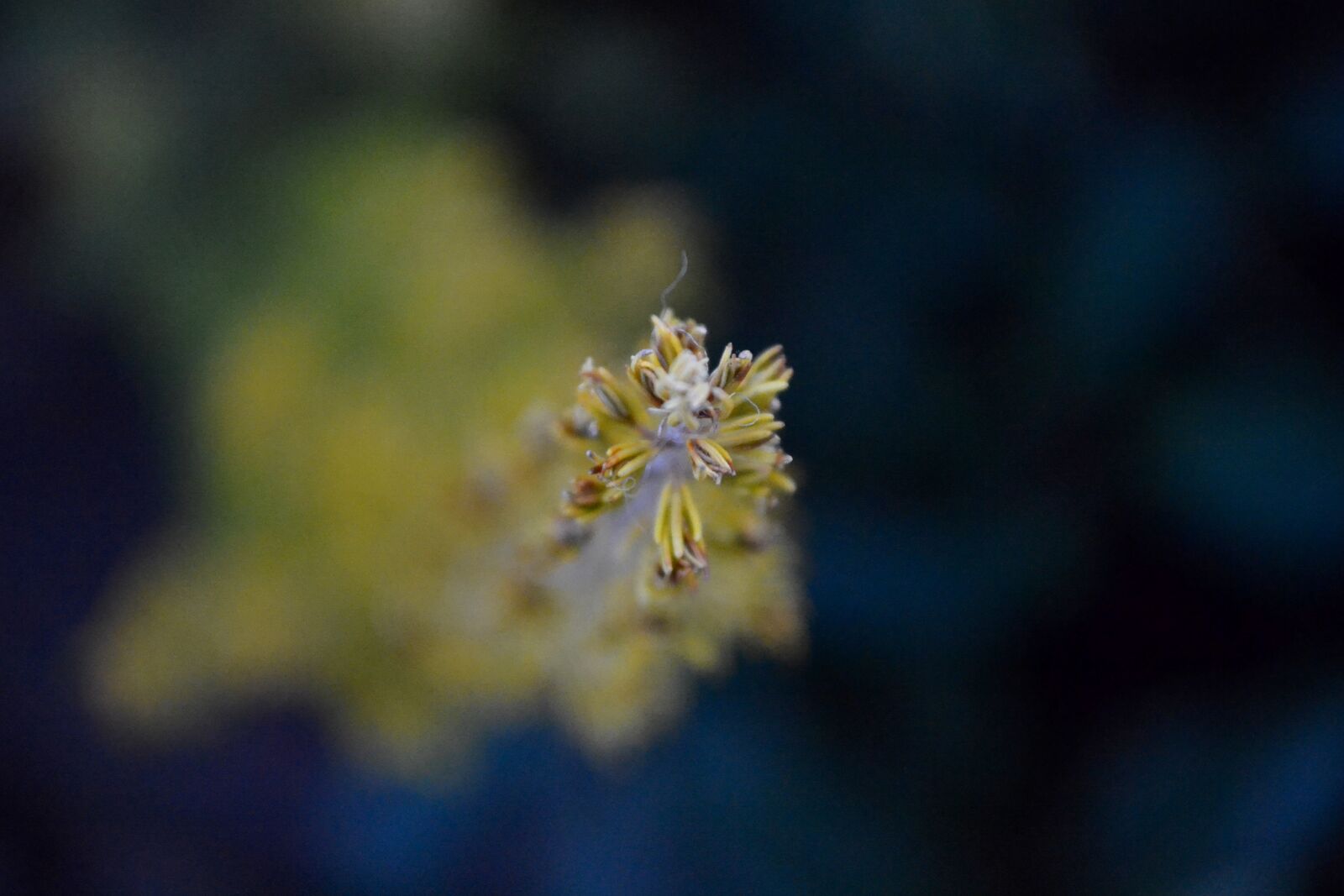 Nikon D3100 sample photo. Blue, flower, yellow photography