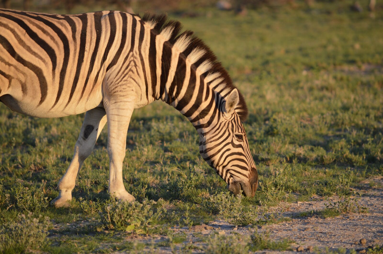 Nikon D3200 sample photo. Zebra, striped, eating zebra photography