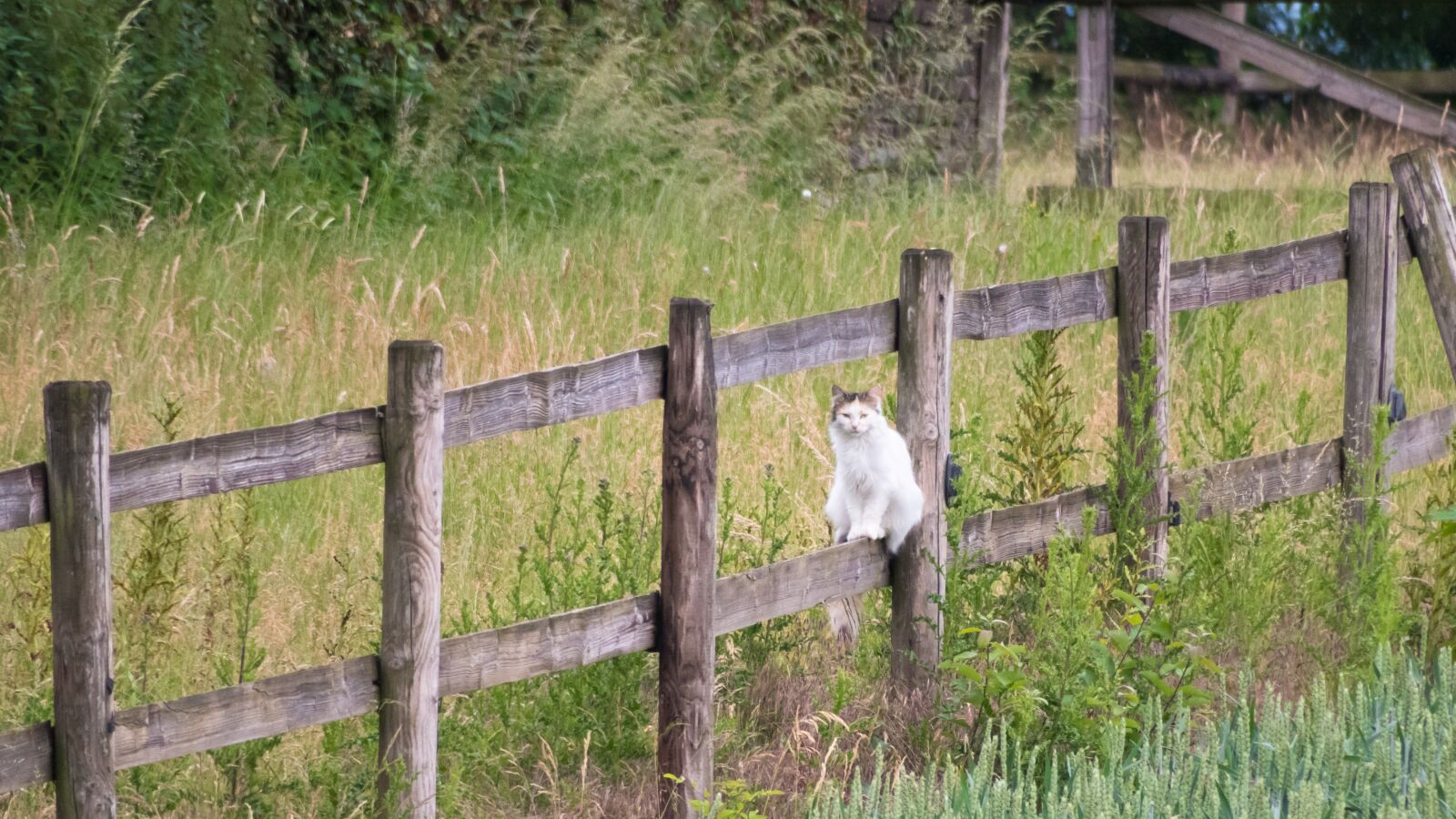 Canon PowerShot G3 X sample photo. Cat, fence, watch photography