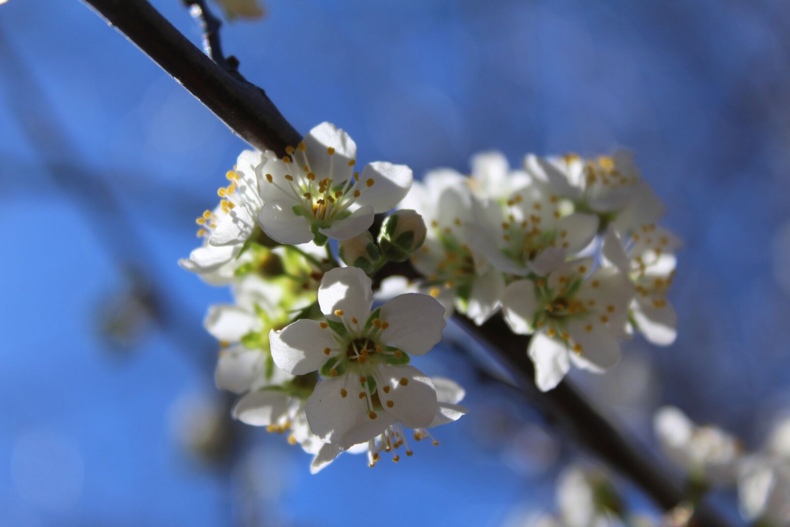 Canon EOS 1200D (EOS Rebel T5 / EOS Kiss X70 / EOS Hi) sample photo. Bloom, blossoms, white photography