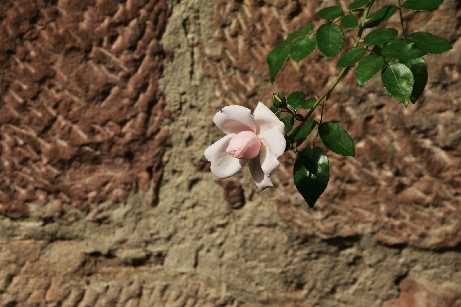 Nikon D5200 sample photo. Rose, pink, wall photography
