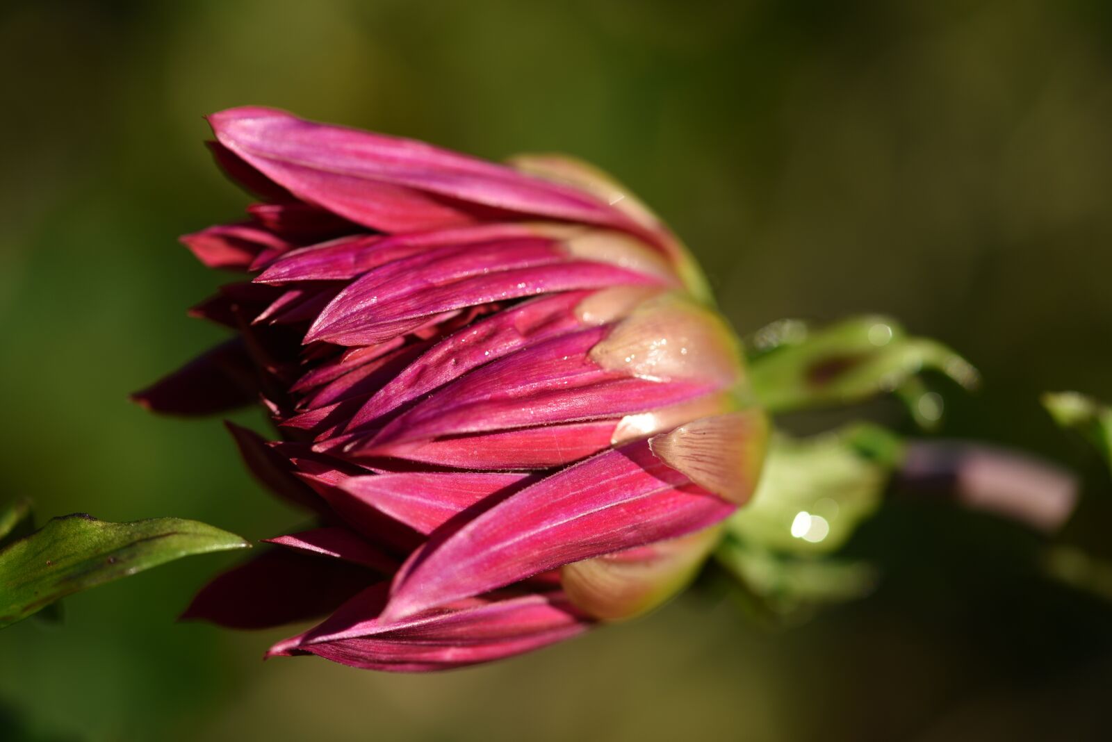 Nikon D750 sample photo. Dahlia, pink, bloom photography