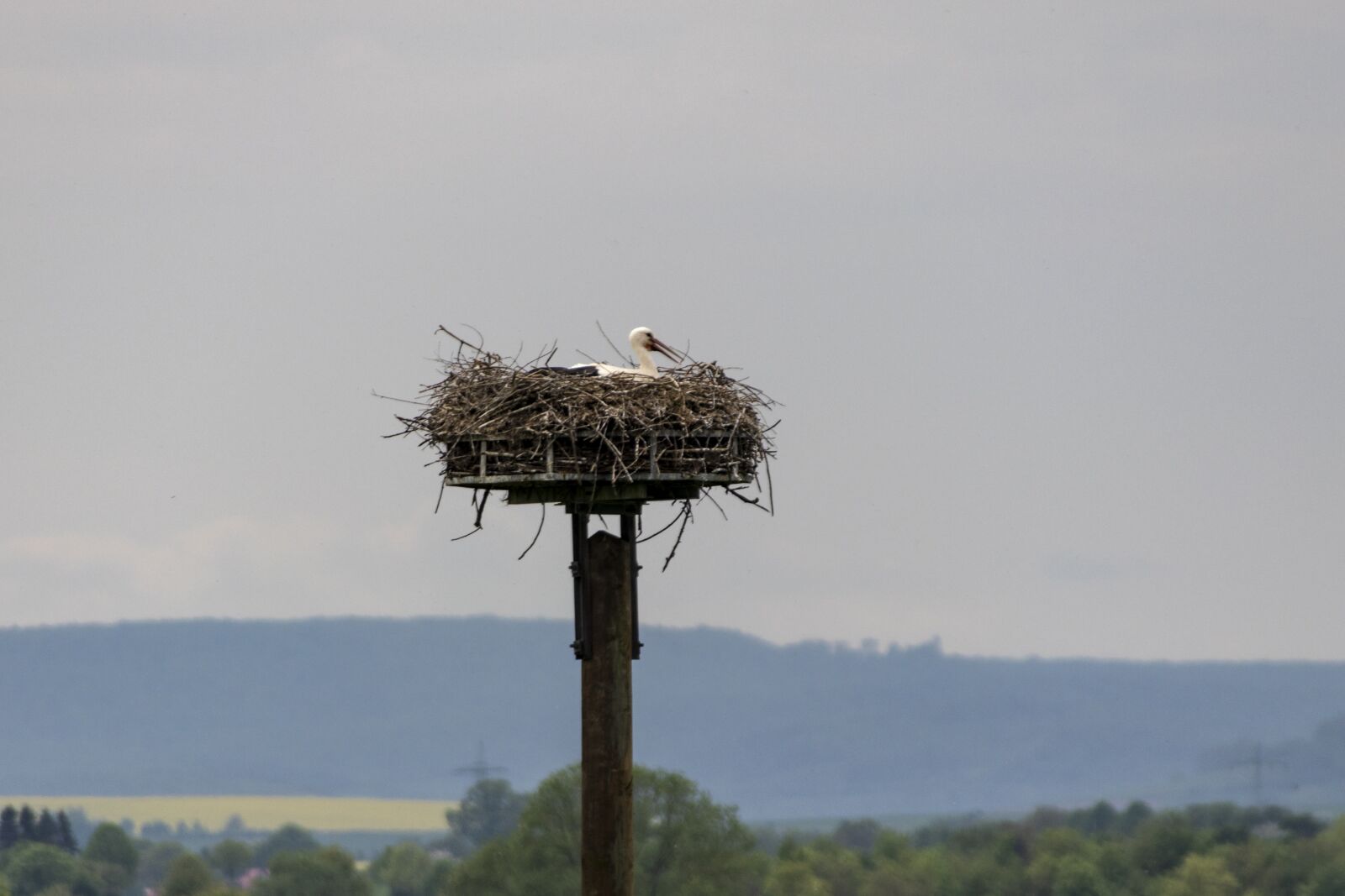 Canon EOS 80D sample photo. Nature, bird, sky photography