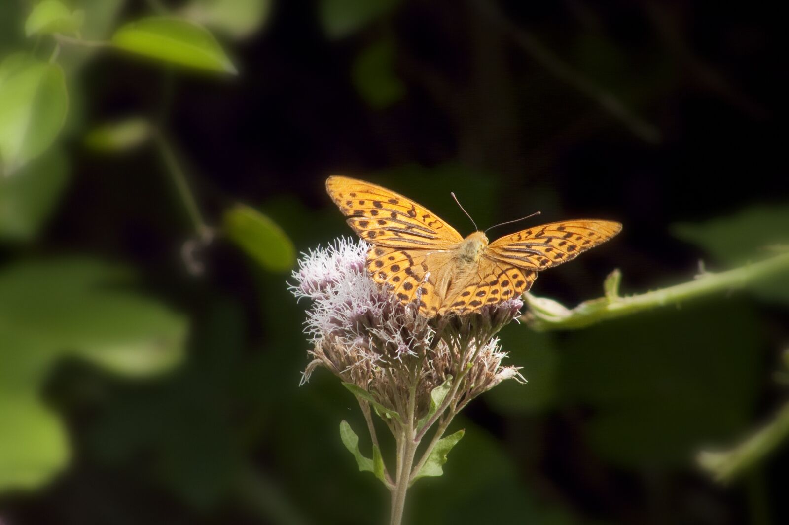 Panasonic DMC-FZ18 sample photo. Insect, butterfly, flower photography