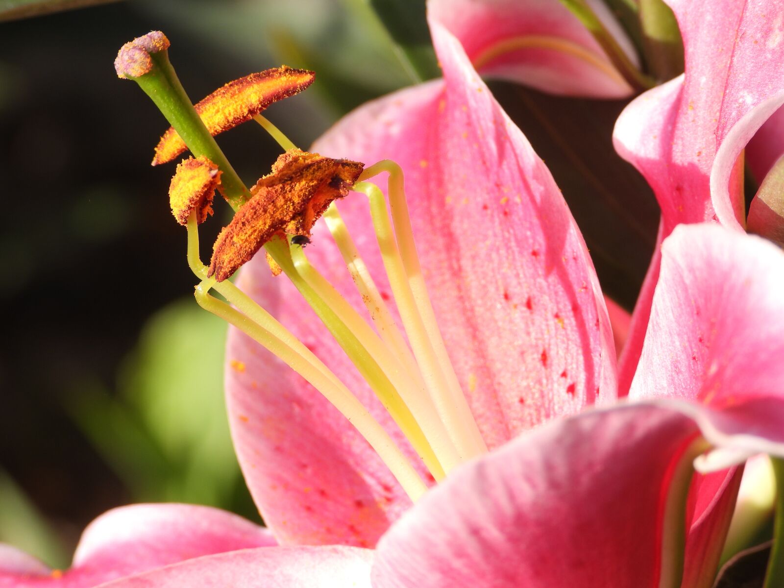 Nikon Coolpix P1000 sample photo. Lily, stamens, flower photography