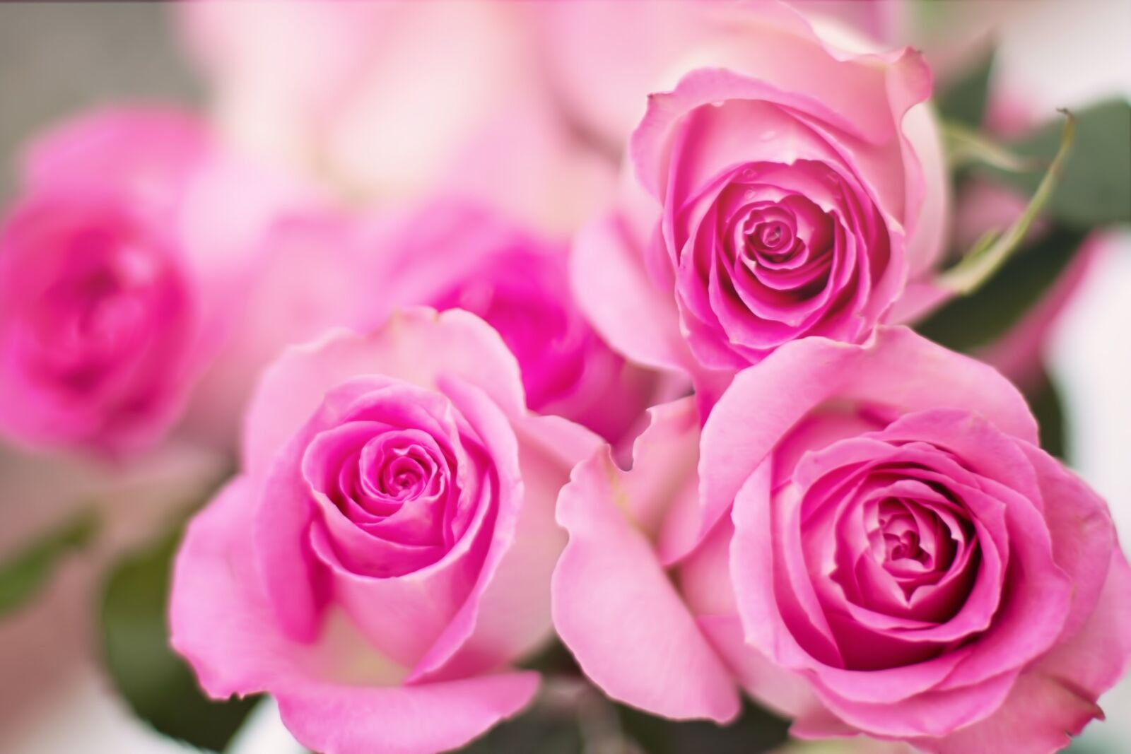 Canon EF 50mm F1.4 USM sample photo. Pink roses, roses, flowers photography