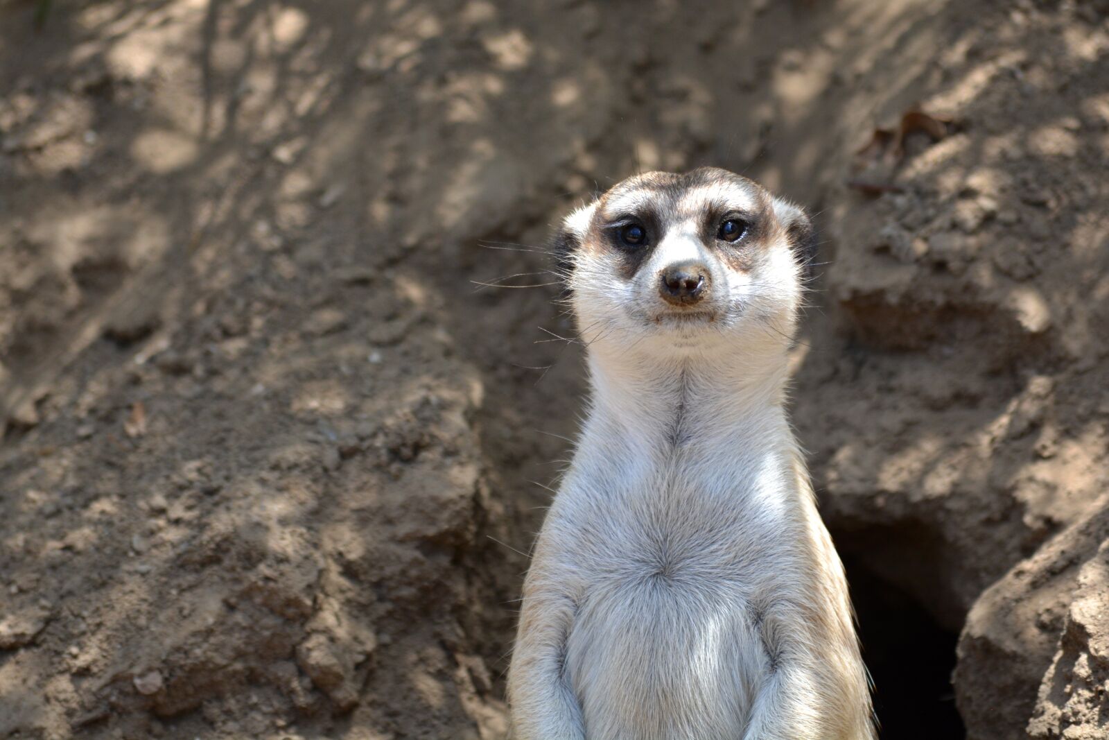Nikon D5200 sample photo. Meerkat, animal, desert photography