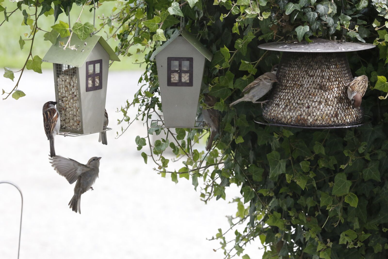 Canon EF 100-400mm F4.5-5.6L IS USM sample photo. Sparrow, sperling, feeding photography