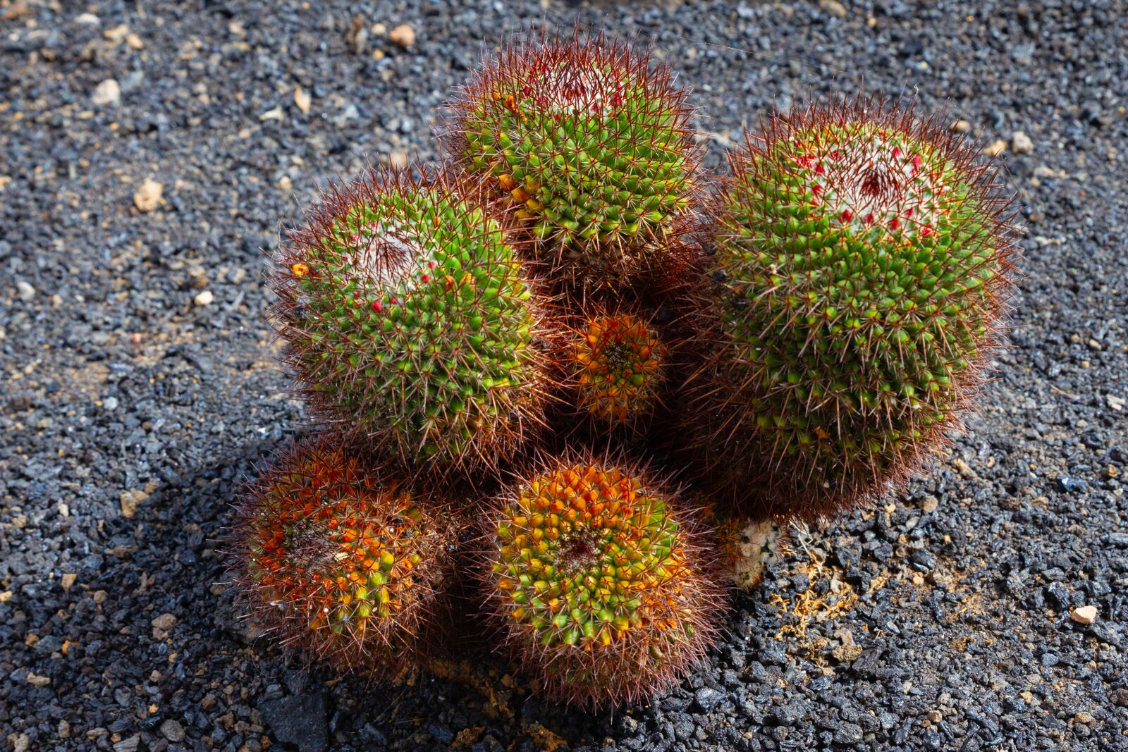 Canon EOS 7D sample photo. Cactus, fleur, biodiversité photography