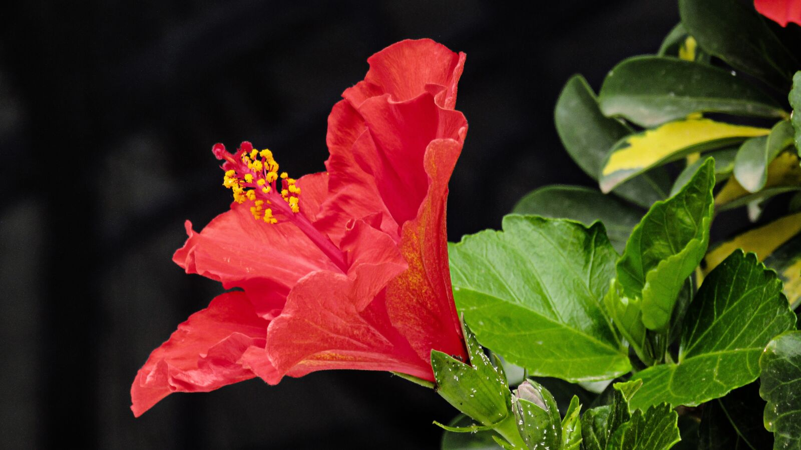 Canon PowerShot SX410 IS sample photo. Hibiscus, flower, tropical photography