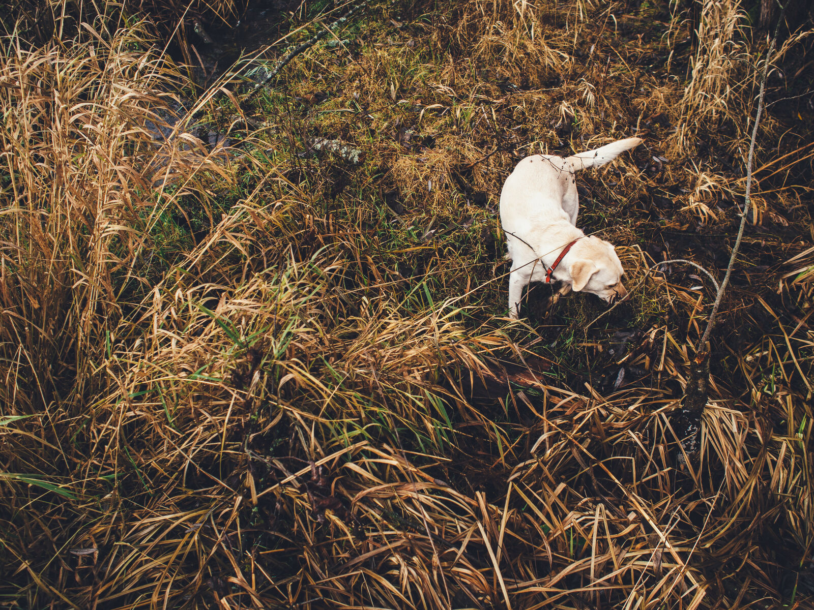 Olympus OM-D E-M5 + Olympus M.Zuiko Digital 17mm F1.8 sample photo. Animal, autumn, dog, fall photography