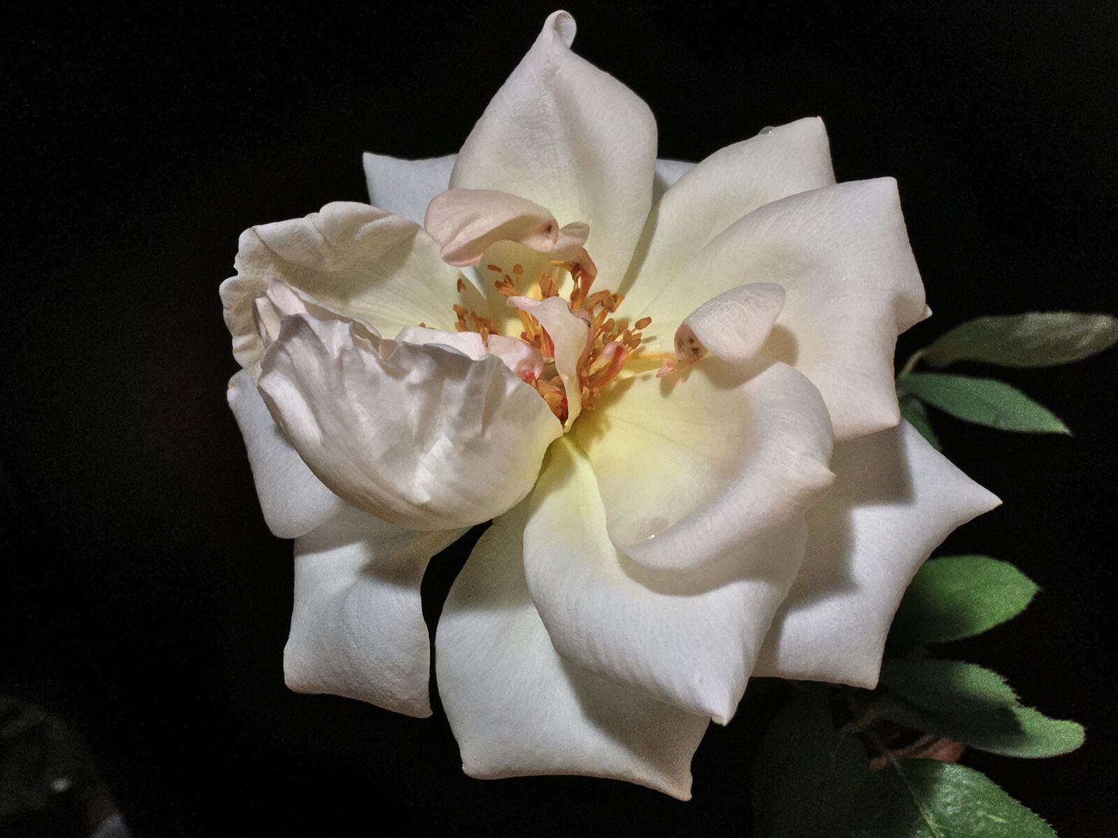 Apple iPhone 6s Plus sample photo. Rosa, flower, flora photography