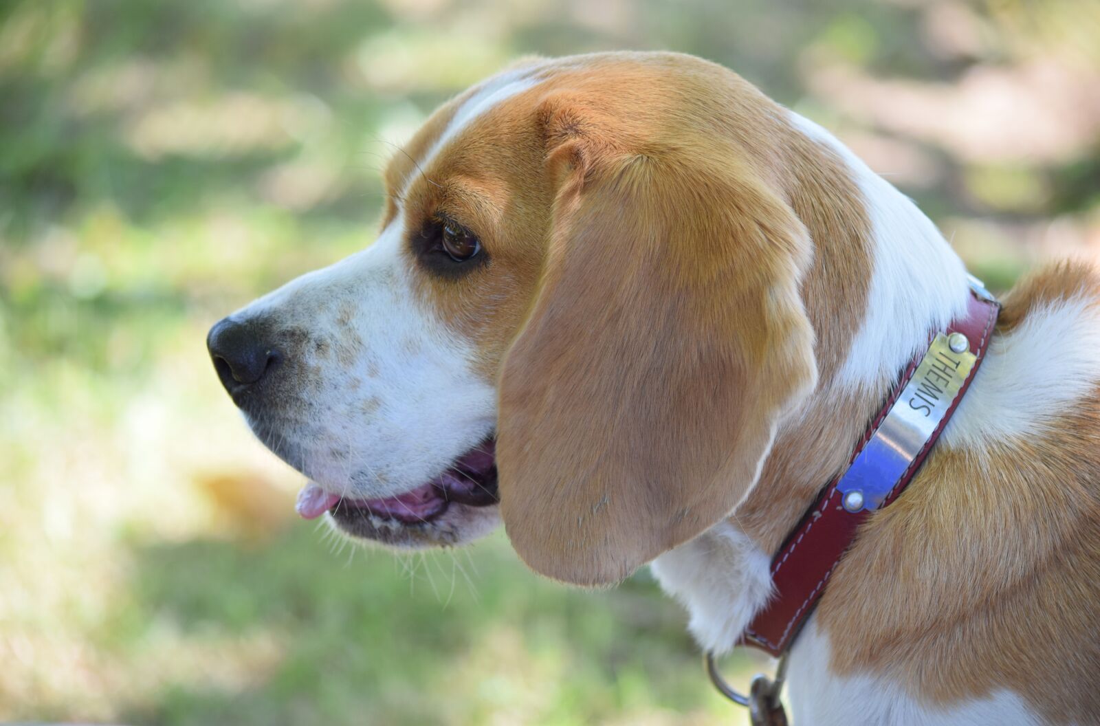 Nikon D3300 sample photo. Beagle, dog, head photography