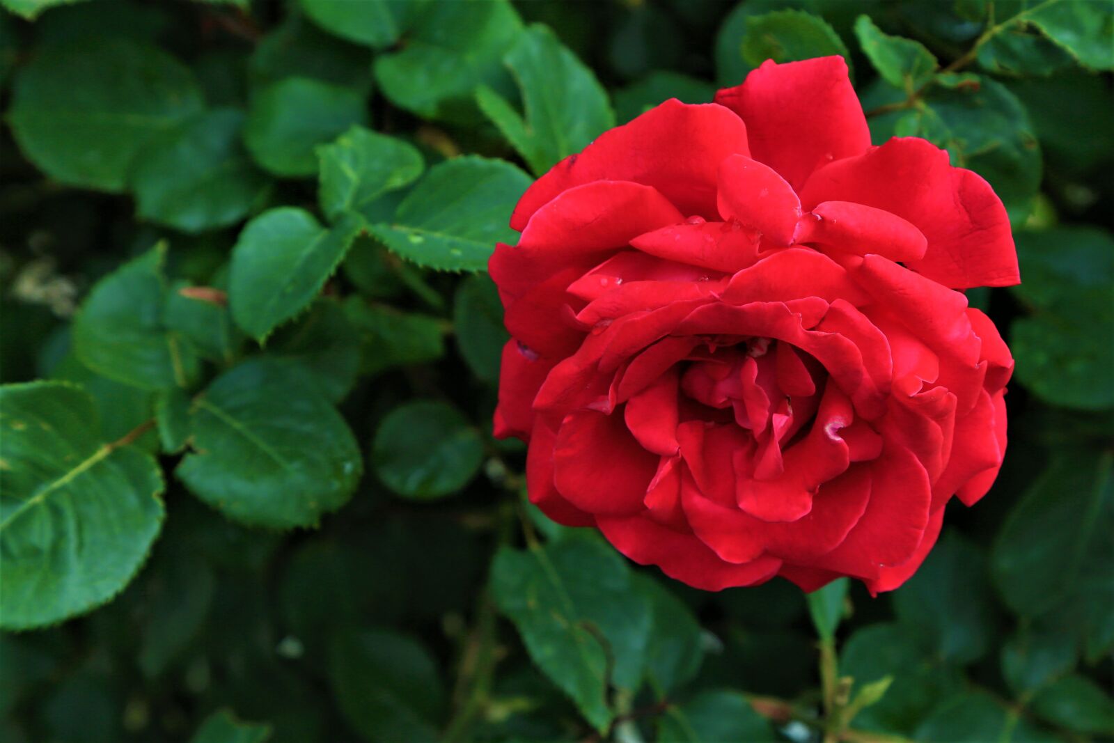 Canon EOS 5D Mark III + Canon EF 24-105mm F4L IS USM sample photo. Rose, red, love photography
