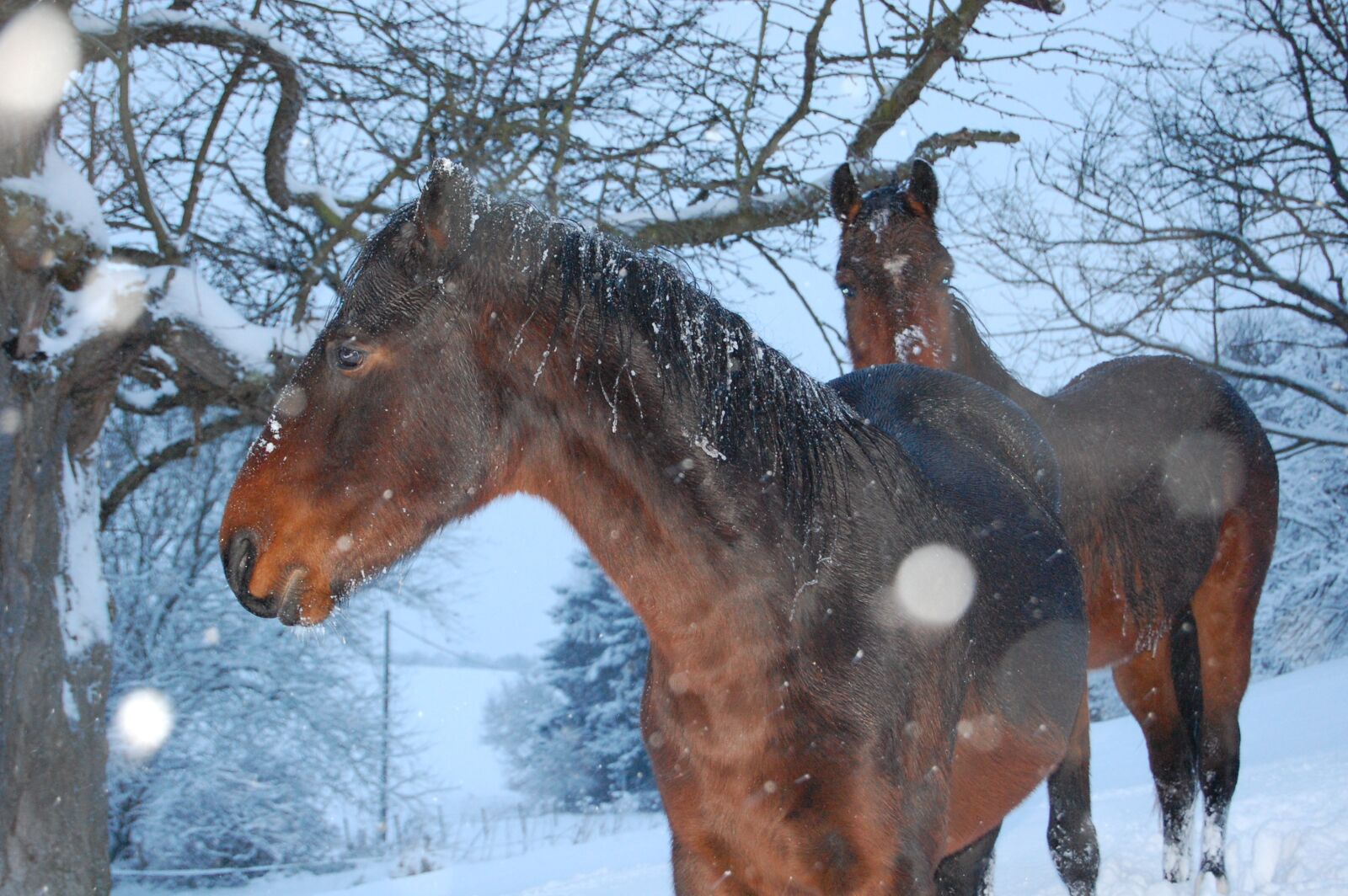 Nikon D40 sample photo. Horse, winter photography