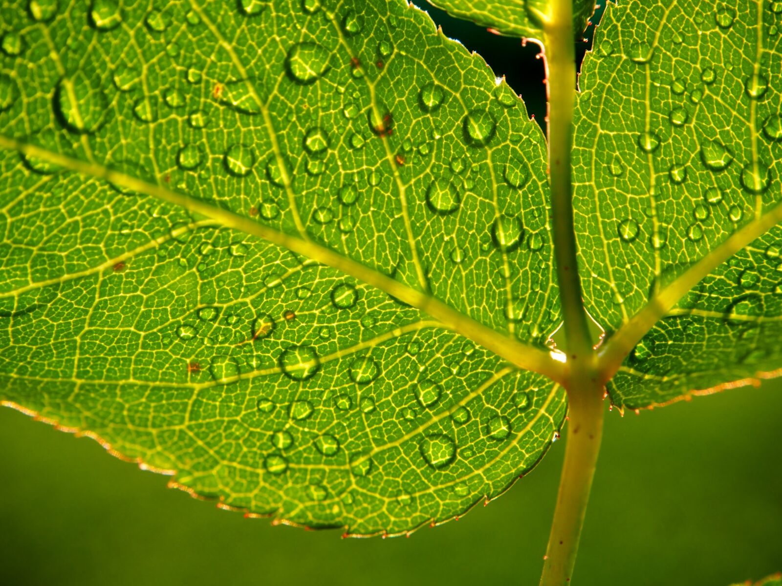 Olympus OM-D E-M10 sample photo. Leaf, leaves, green photography