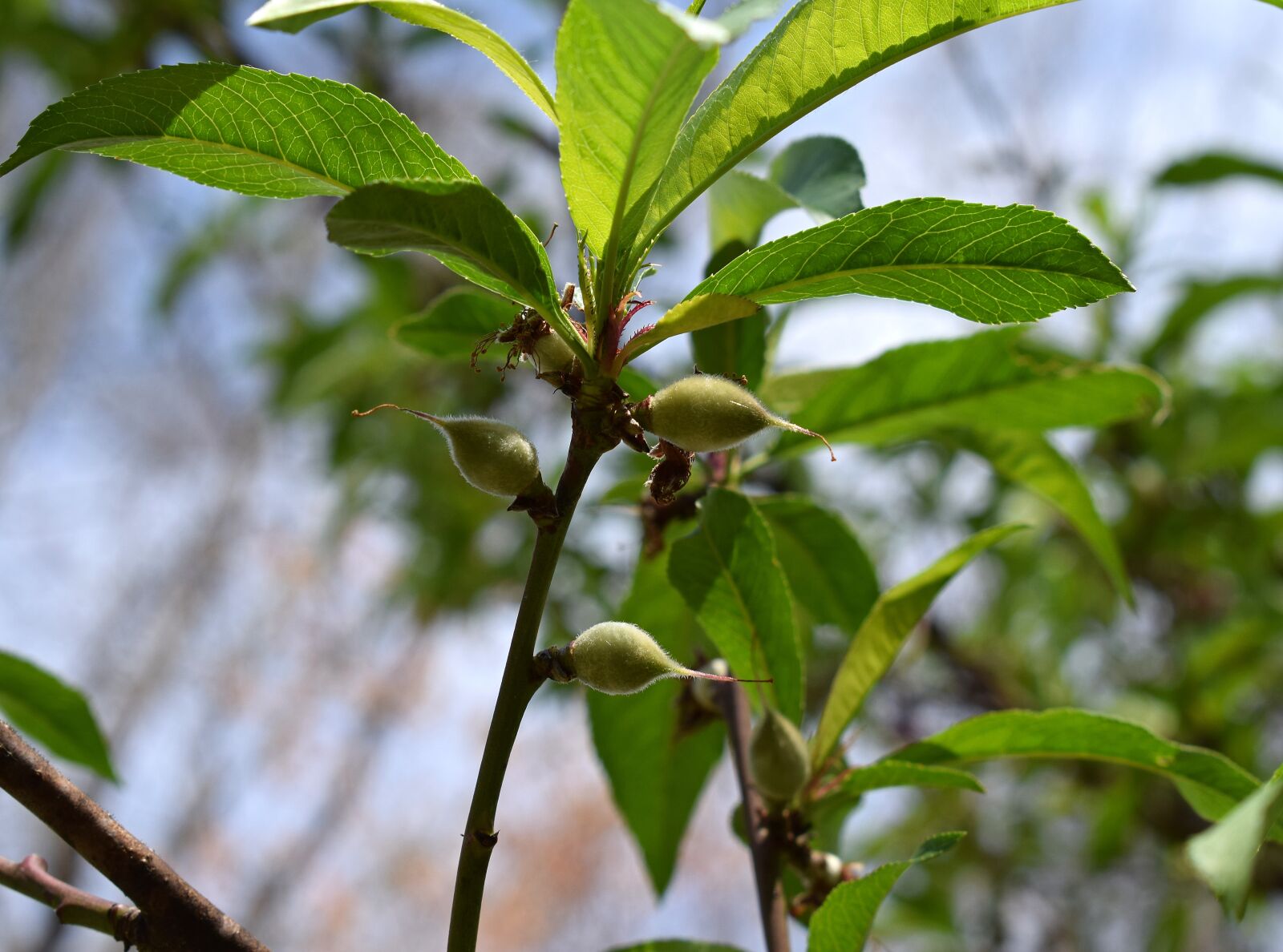 Nikon D3300 sample photo. Peaches, peach tree, unripe photography