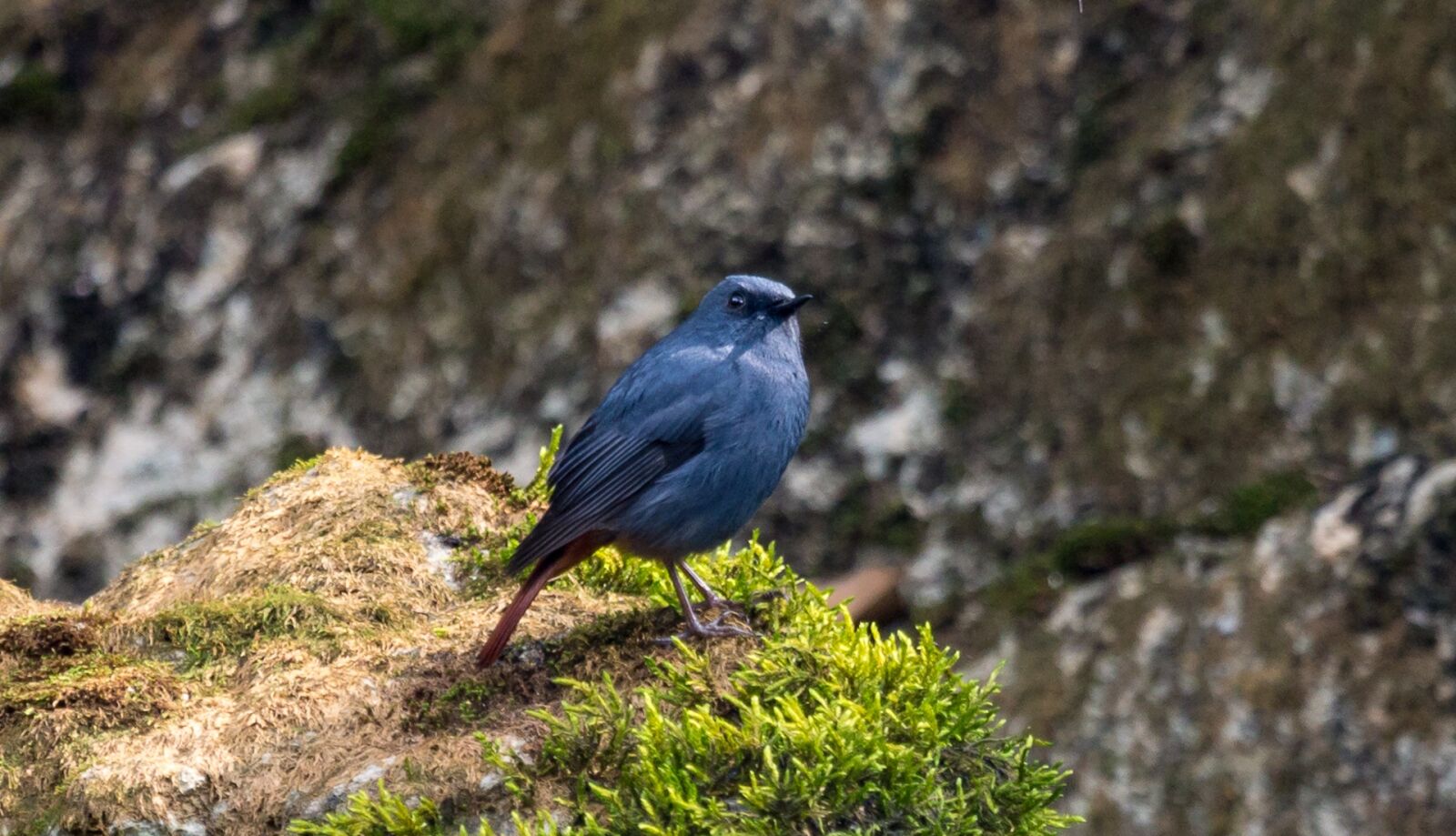 Canon EF 100-400mm F4.5-5.6L IS USM sample photo. Nature, bird, wildlife photography