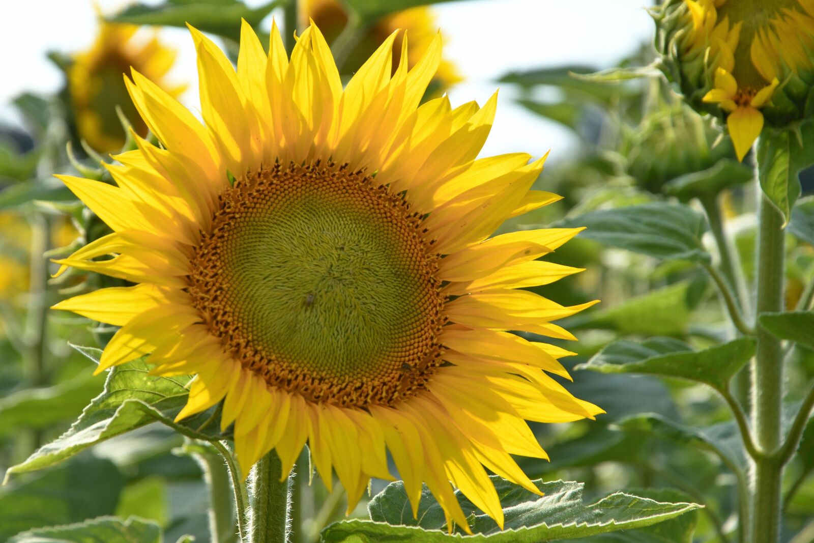 Nikon D3200 sample photo. Sunflower, blossom, bloom photography