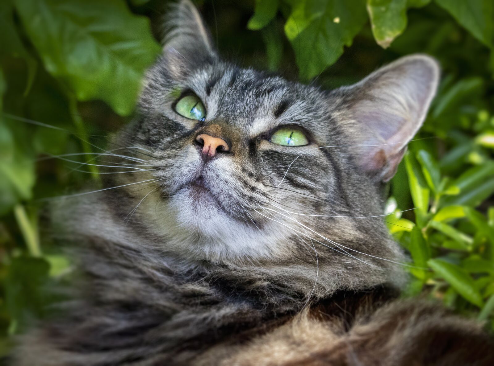 Sigma 100-400mm F5-6.3 DG OS HSM sample photo. Cat, pet, fur photography