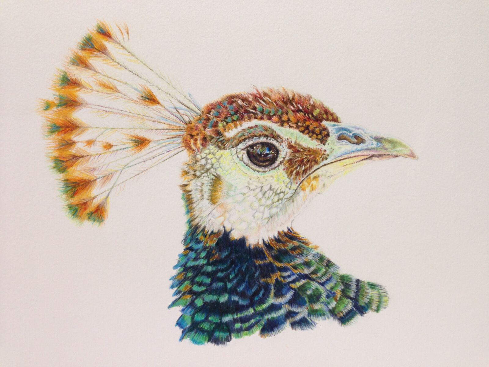 iPhone 5 back camera 4.12mm f/2.4 sample photo. Peacock, coloured pencils, bird photography