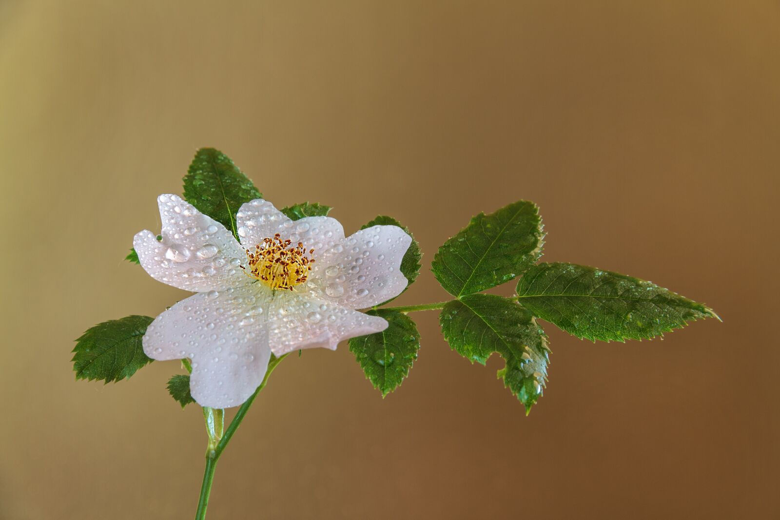 Canon EOS 7D sample photo. Flower, arrow, plant photography
