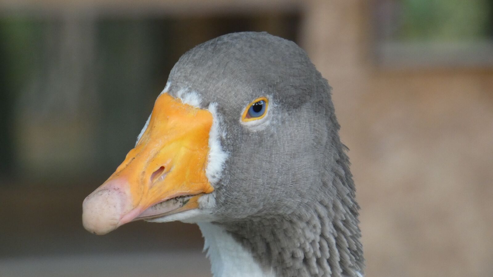 Panasonic Lumix DC-FZ80 (Lumix DC-FZ82) sample photo. Goose, animal, bird photography
