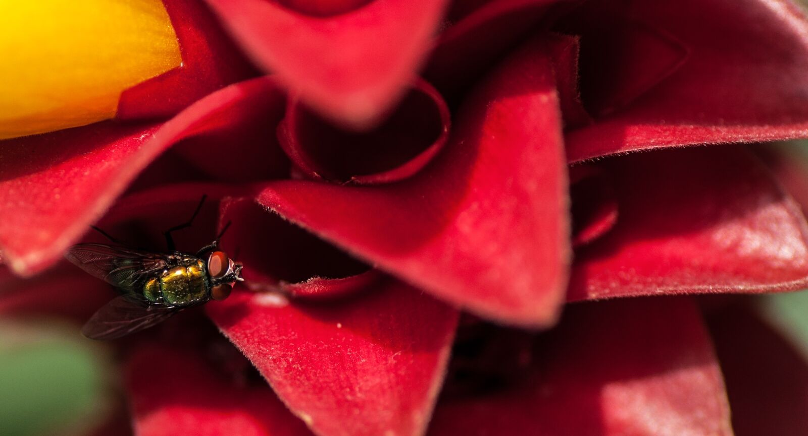 Nikon D90 sample photo. Tropical, flower, flies photography