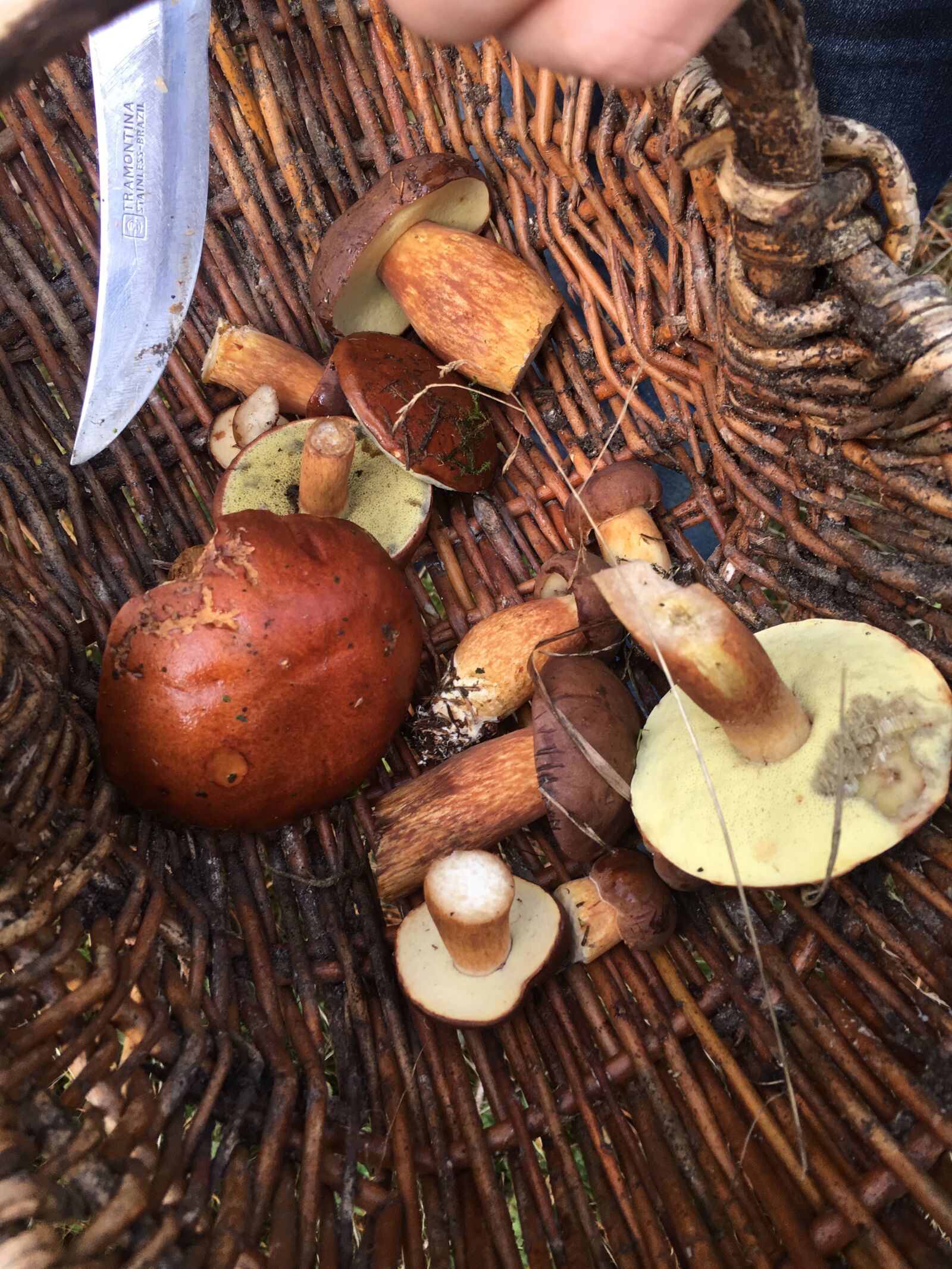 iPhone 6s back camera 4.15mm f/2.2 sample photo. Forest, mushrooms, edible photography