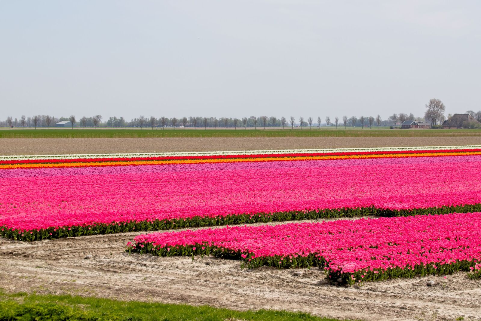 Canon EOS 6D Mark II sample photo. Bulbs, bulb fields, tulips photography