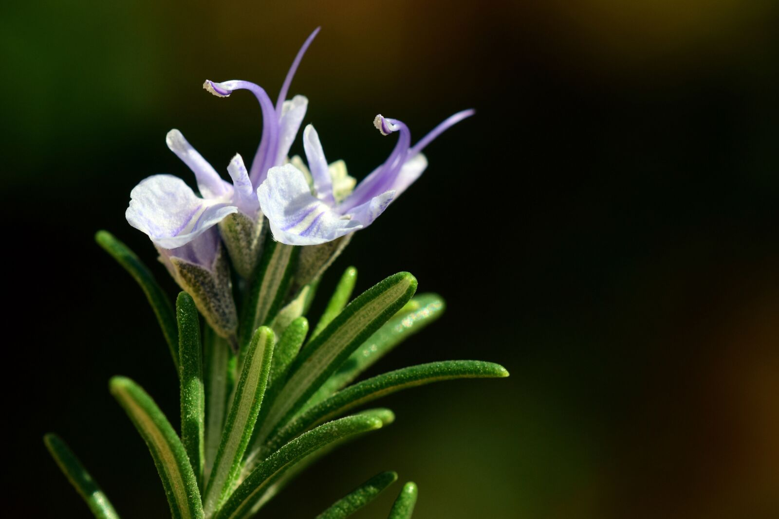 Nikon D3300 sample photo. Rosemary, spice, herb photography