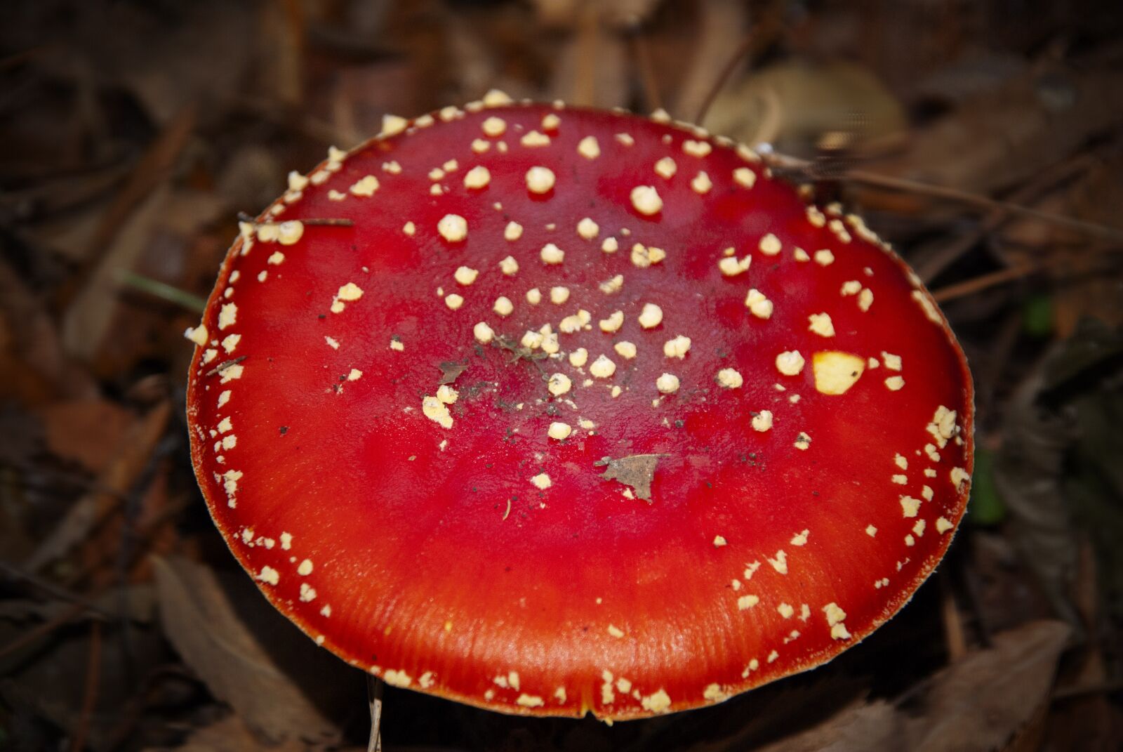 Sony Alpha DSLR-A100 sample photo. Mushroom, autumn, forest photography