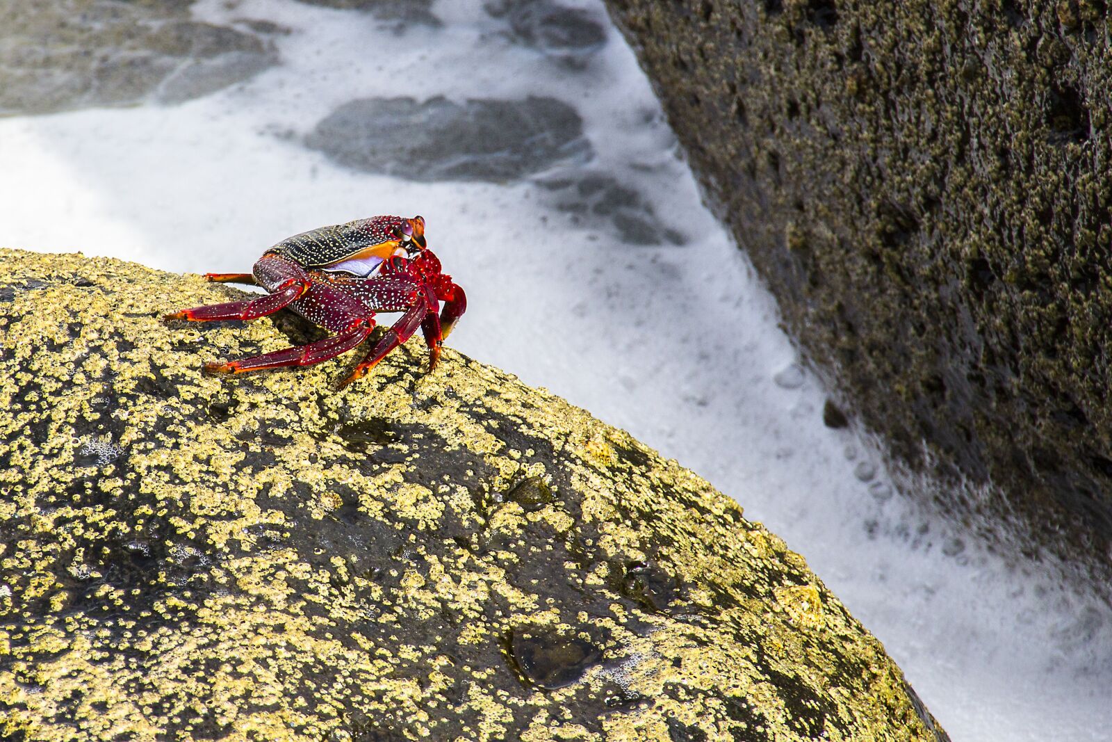 Canon EOS 700D (EOS Rebel T5i / EOS Kiss X7i) sample photo. Red cliff crab, crab photography